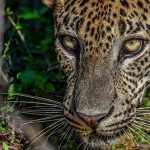 Top Ten Wildest Animal Attacks of 2022