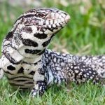 Ten Non-Native Animals Wreaking Havoc in the U.S.