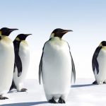 Ten Animal Facts That Simply Don't Seem Real--but Are