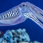 10 Weird and Wonderful New Discoveries from the Animal Kingdom